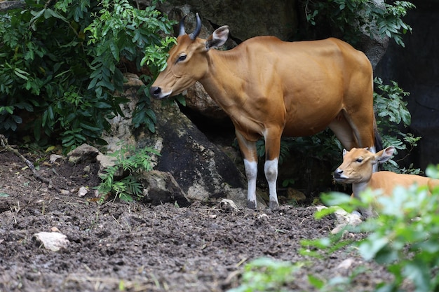 De vrouwelijke en baby rode koe in de natuurtuin