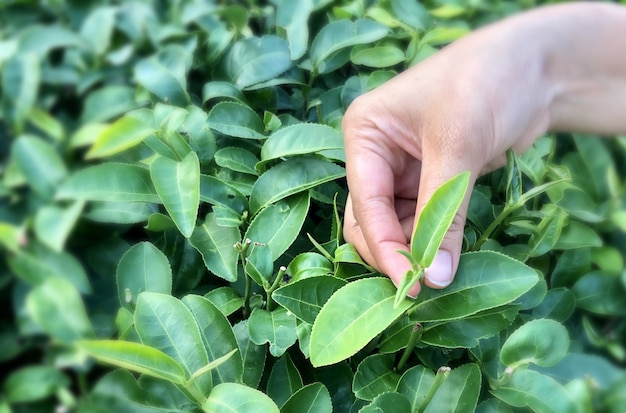 Foto de vrouwelijke hand houdt de bovenkant van de groene theeblaadjes klaar voor de oogst.