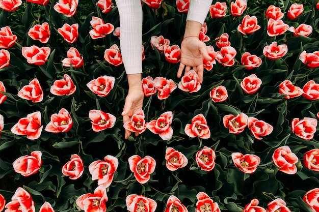 De vrouwelijke hand raakt rode witte tulpenknop