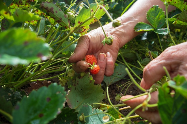 De vrouwelijke hand van de close-up verzamelt rijpe aardbeien uit het tuinbed Het oogsten van gezond voedselconcept