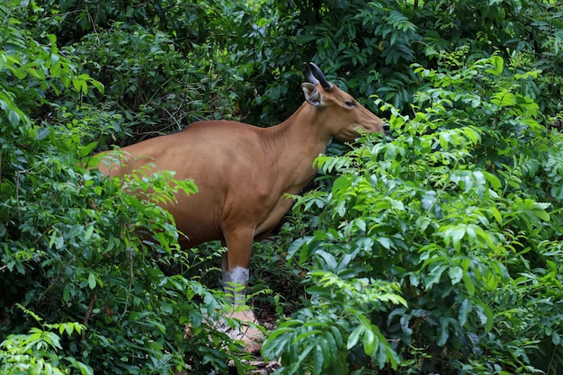 De vrouwelijke rode koe in de natuurtuin