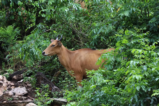 De vrouwelijke rode koe in de natuurtuin