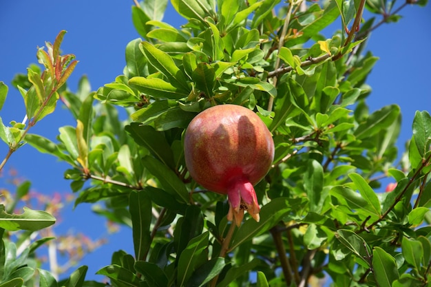 De vrucht van de granaatappel zingt op de granaatappelboom tegen de achtergrond van groene bladeren en de blauwe lucht