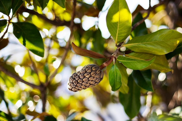 De vrucht van Magnolia