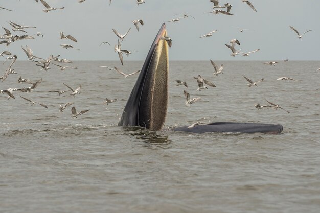 De walvis van Bryde, de walvis van Eden, die vissen eet bij de golf van Thailand.