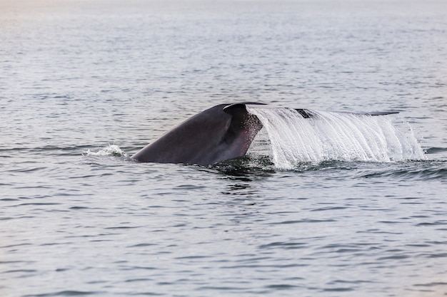 De walvis van Bryde, de walvis van Eden, vis aan de golf van Thailand