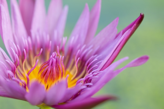 De waterleliebloem van de close-up roze lotusbloem