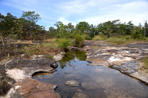 De waterstroom op berg in gras bloeit aard in de Provincie van Ubon Ratchathani, Thailand