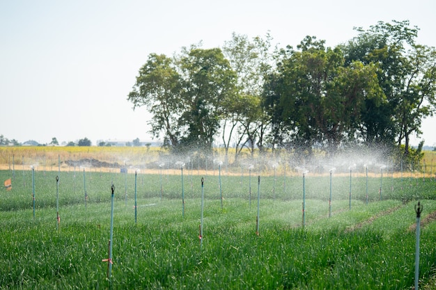 De watersystemen van spingerboeren helpen het water zich goed te verspreiden en besparen water voor boeren.