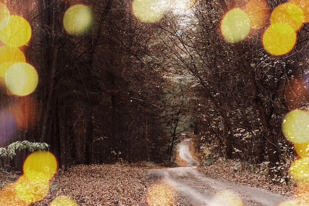 De weg die door het donkere mystieke sfeerpark loopt Mysterieus sprookjesbos in een mist Mistig herfstbos Herfst donker bos met landelijke weg