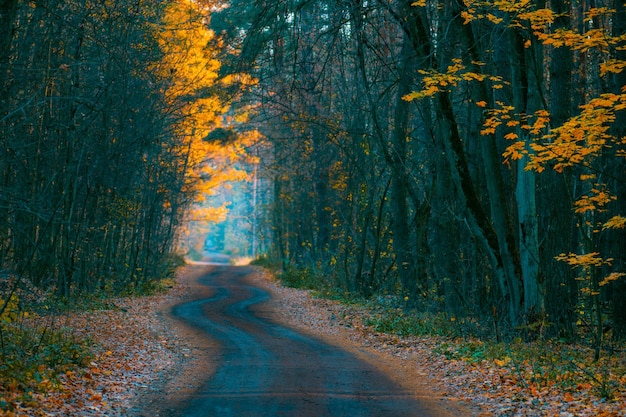 De weg die door het donkere mystieke sfeerpark loopt Mysterieus sprookjesbos in een mist Mistig herfstbos Herfst donker bos met landelijke weg