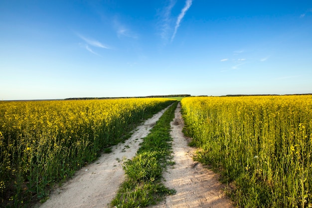 De weg die over het veld loopt waarop koolzaad groeit