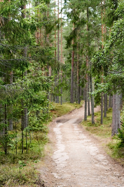 De weg door het dennenbos in de zomer bij de rustplaats