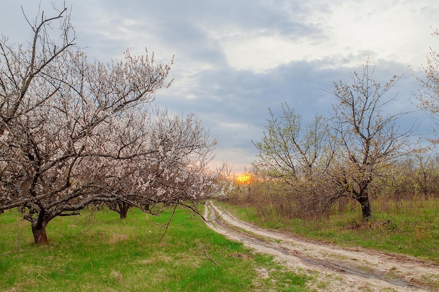 De weg in de boomgaard bij zonsondergang bloeiende abrikozenbomen in het voorjaar Landbouw in Oekraïne