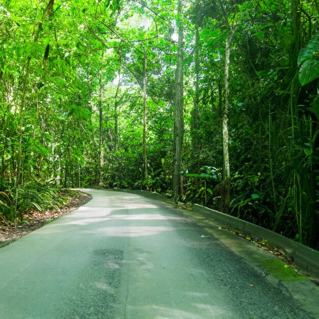 De weg in de jungle.