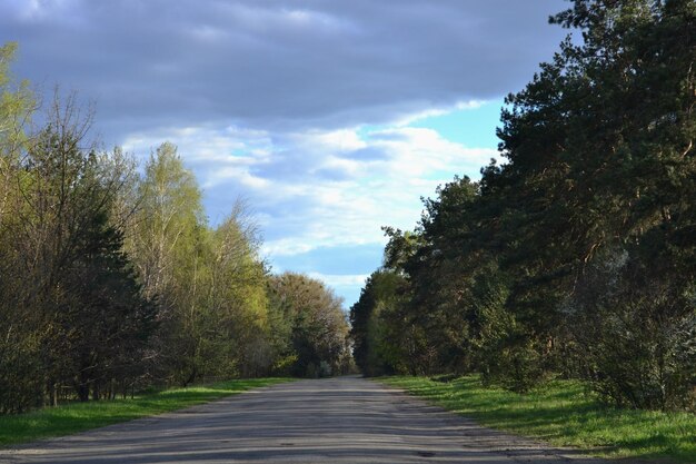 De weg in het bos.