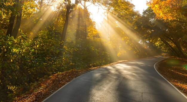 De weg in het midden van het bos.