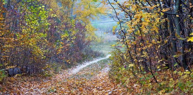 De weg is in het herfstbos. Herfst landschap met bomen en weg in het bos