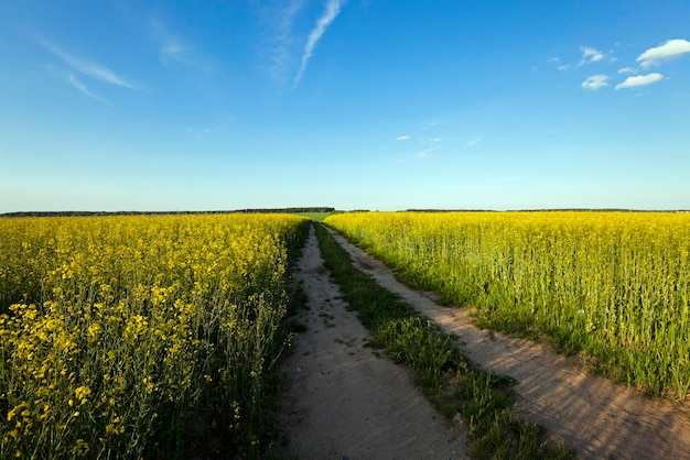 De weg naar een veld