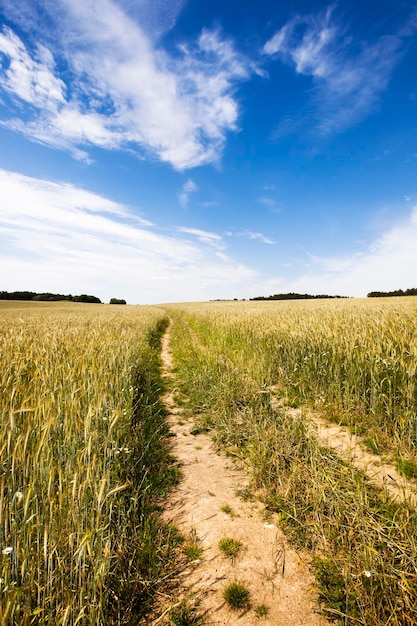 De weg naar een veld