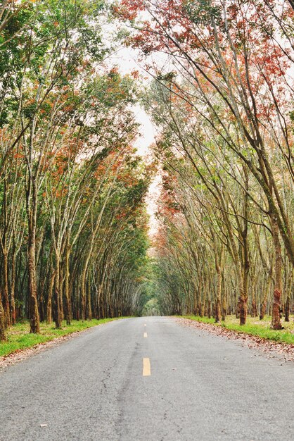 De weg naar het bos.