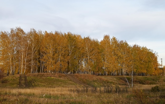 De weg naar het herfstbos