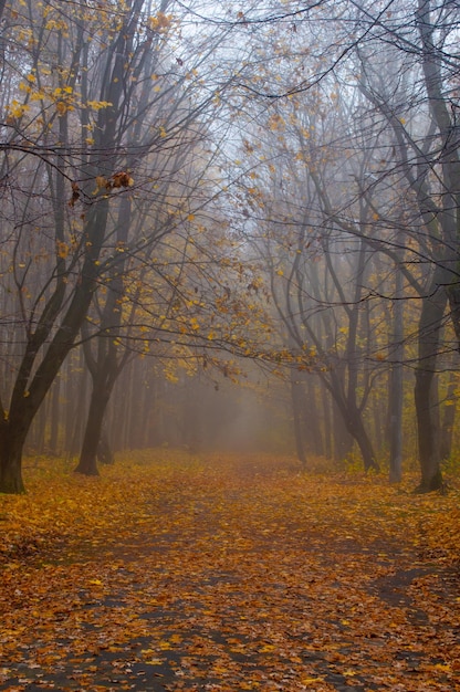 De weg naar mistig herfstbos