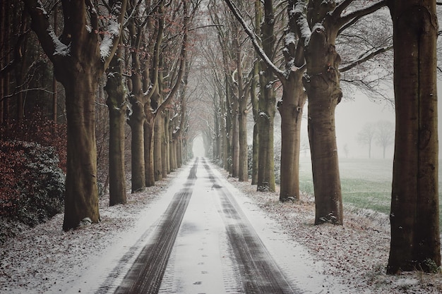 Foto de weg tussen de blote bomen