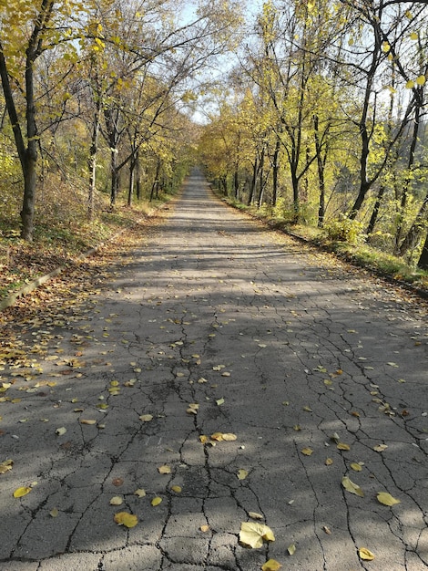 Foto de weg tussen de bomen in de herfst