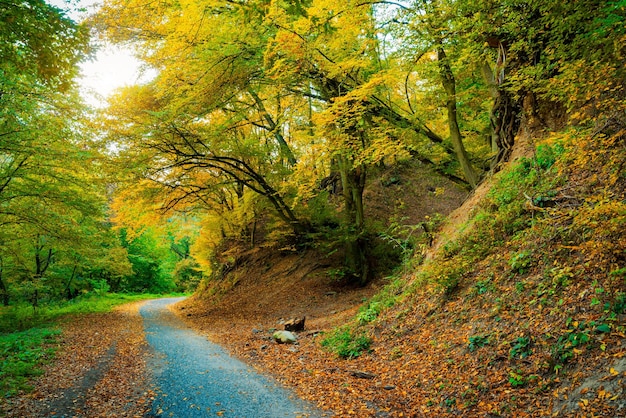 De weg tussen de bomen in het bos in de herfst