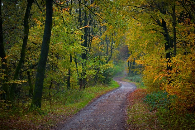 De weg tussen de bomen in het bos in de herfst