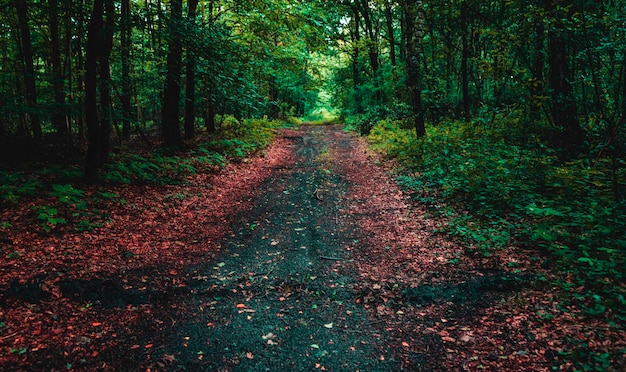 De weg tussen de bomen in het bos in de herfst