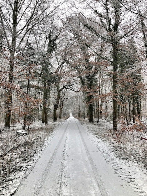 De weg tussen de bomen in het bos in de winter