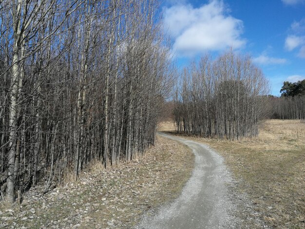 Foto de weg tussen de bomen in het bos tegen de lucht.