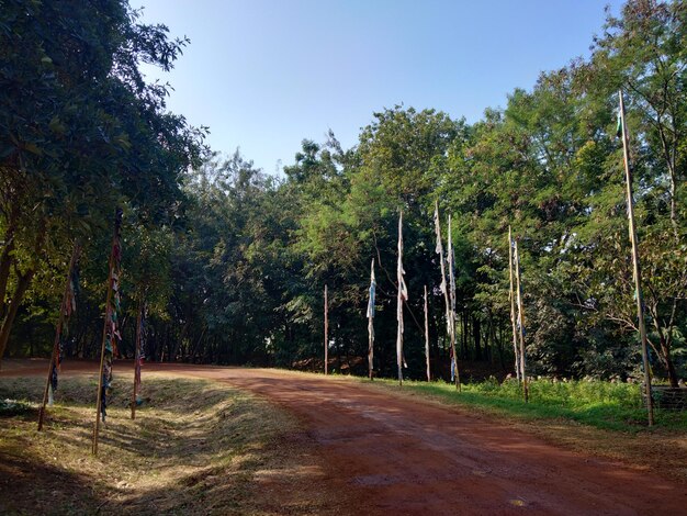 Foto de weg tussen de bomen in het bos tegen de lucht.