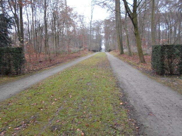 Foto de weg tussen de bomen in het bos.