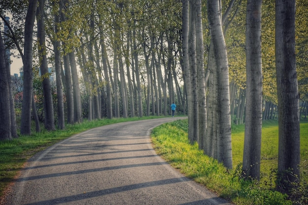 De weg tussen de bomen in het bos.