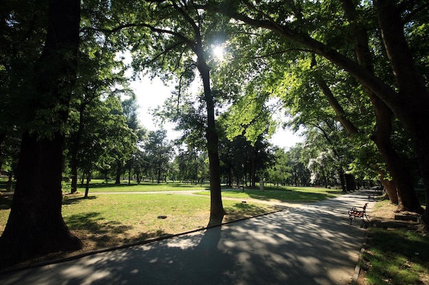 Foto de weg tussen de bomen in het park.