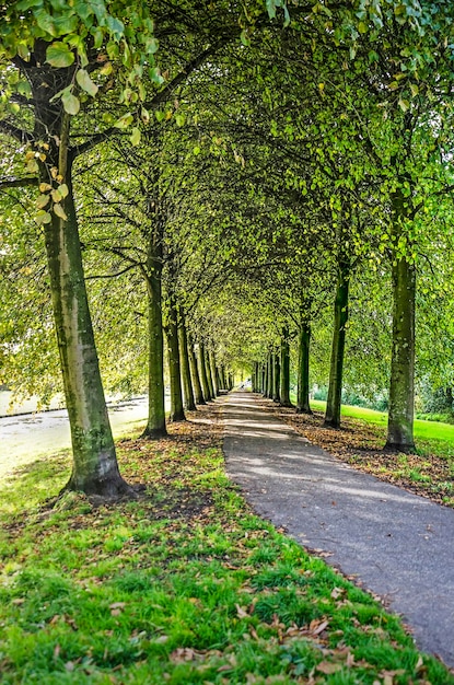 De weg tussen de bomen in het park.