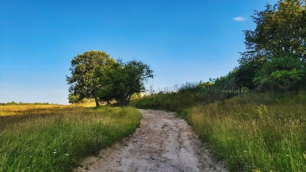 Foto de weg tussen de bomen op het veld tegen de blauwe hemel.