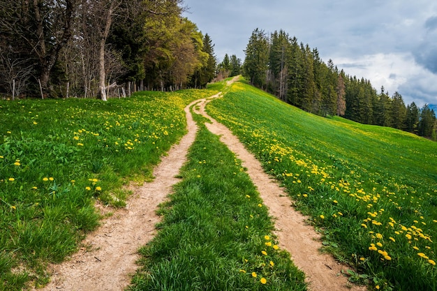 De weg tussen de bomen op het veld tegen de lucht.