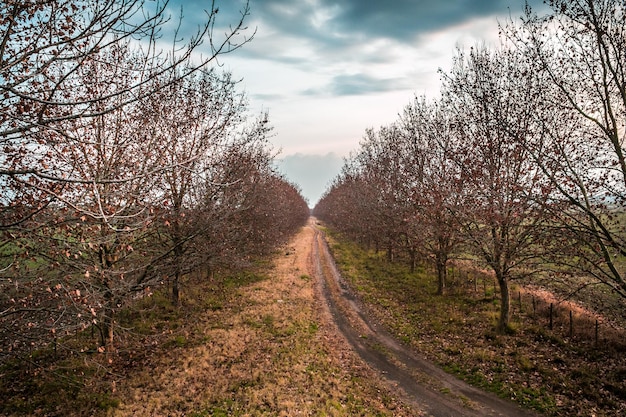 Foto de weg tussen de bomen tegen de lucht.