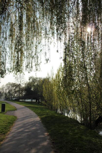 Foto de weg tussen de bomen tegen de lucht.