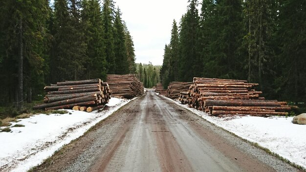 Foto de weg tussen de bomen tegen een heldere lucht.