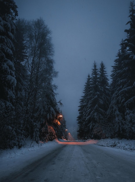 De weg tussen de bomen tijdens de winter's nachts