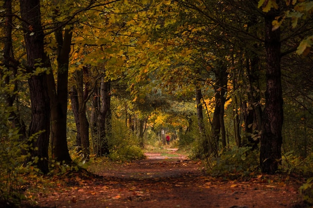 De weg tussen de bomen