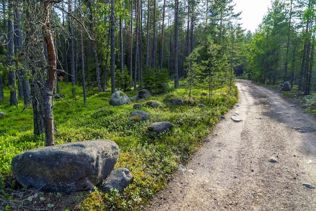 De weg tussen de dennen in het bos Lake Ladoga Karelia