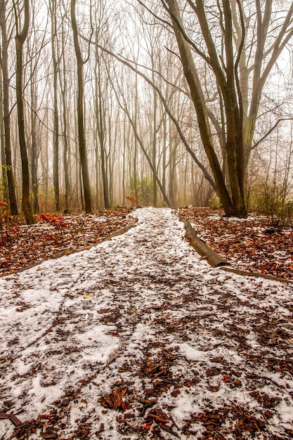 Foto de weg tussen kale bomen in de winter.