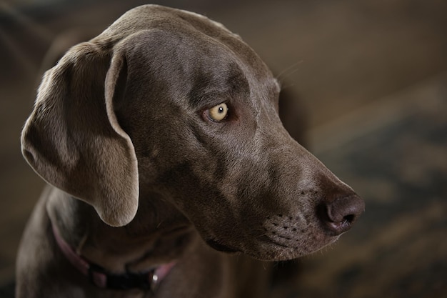 De Weimaraner staart