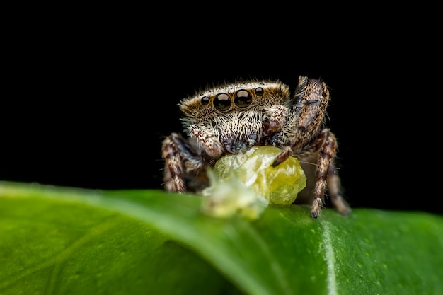 De wesp-mimische het springen spin of Rhene-flavicomans met prooi op groen blad